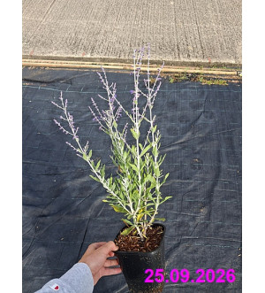 Perovskia atriplicif. 'Little Spire'® C 1,4 L